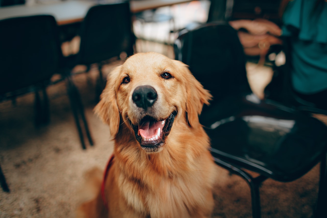 5 redenen waarom een hond een verrijking is